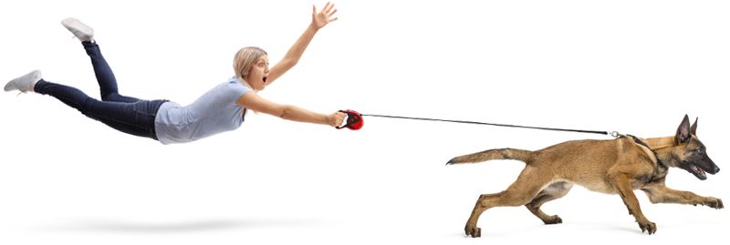 How to stop dog from lunging hot sale on leash