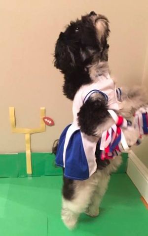 A dog in a cheerleader costume