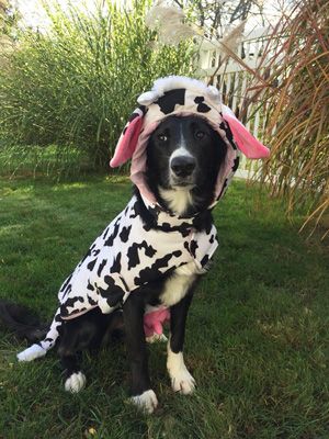 A dog in a cow costume