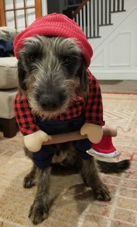 A dog in a lumberjack costume