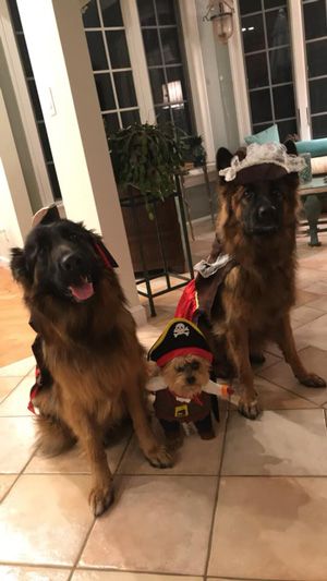 Three dogs in costumes