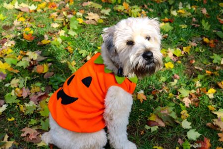 A dog in a pumpkin costume