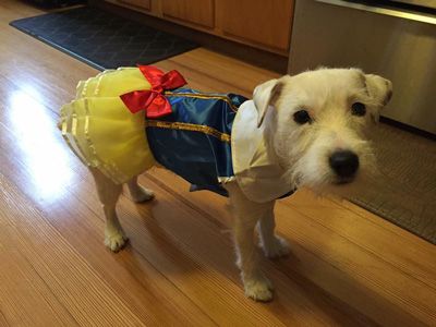 A dog in a Snow White costume