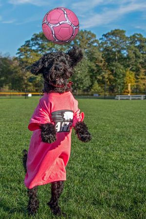 A dog playing soccer