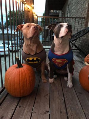 Two dogs in costumes