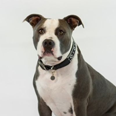 therapy_leroy A black and white dog