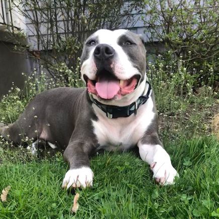 Leroy_lying_on_grass_sq