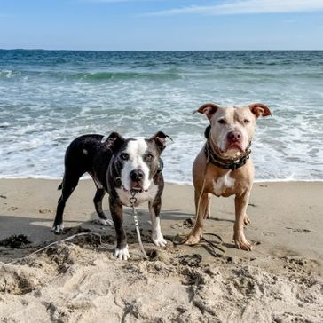 Leroy_titan_on_beach_sq