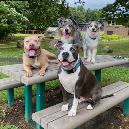 Leroy_with_all_dogs_picnic_sq